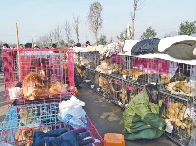 對峙數(shù)日，愛狗人士征得司機同意后，將部分狗狗從車上卸下喂食并進行照顧。