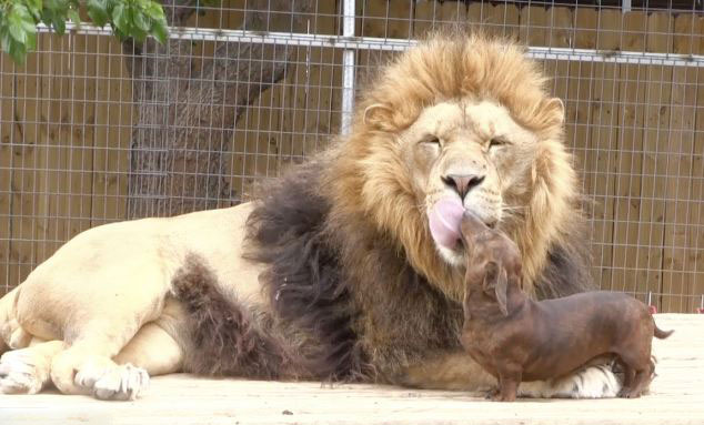 美動(dòng)物園雄獅和小狗形影不離成好伙伴