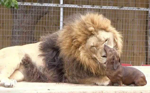 美動(dòng)物園雄獅和小狗形影不離成好伙伴