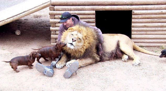 美動物園雄獅和小狗形影不離成好伙伴