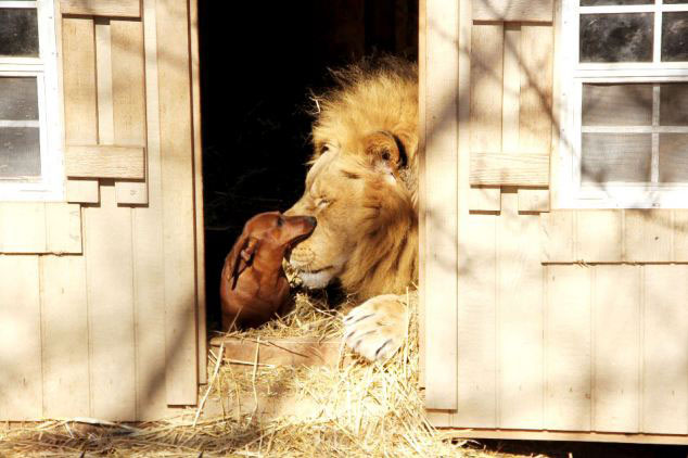 美動物園雄獅和小狗形影不離成好伙伴