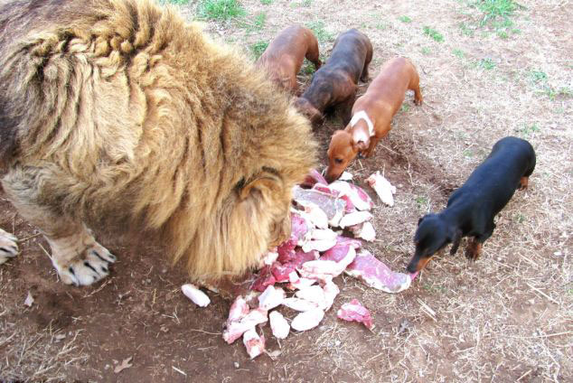 美動物園雄獅和小狗形影不離成好伙伴