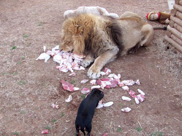 美動物園雄獅和小狗形影不離成好伙伴