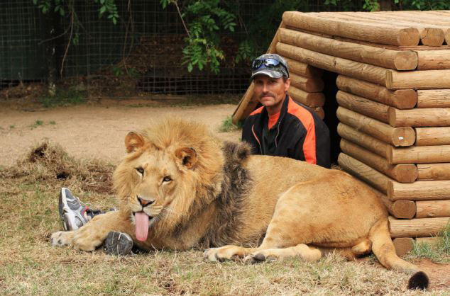 美動(dòng)物園雄獅和小狗形影不離成好伙伴