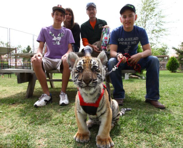 美動(dòng)物園雄獅和小狗形影不離成好伙伴